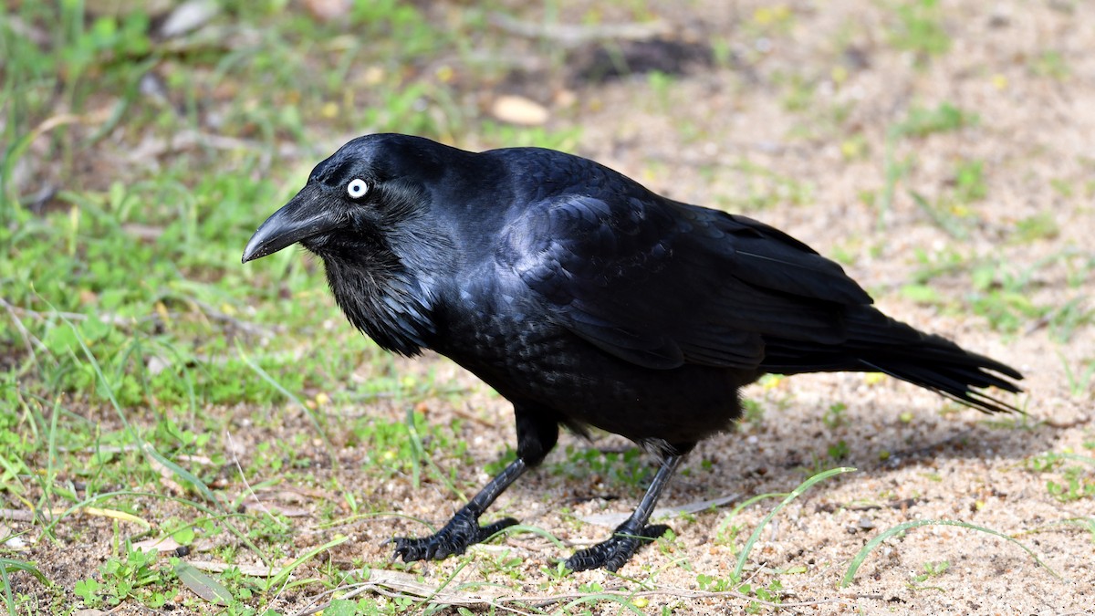 Australian Raven - ML242364011