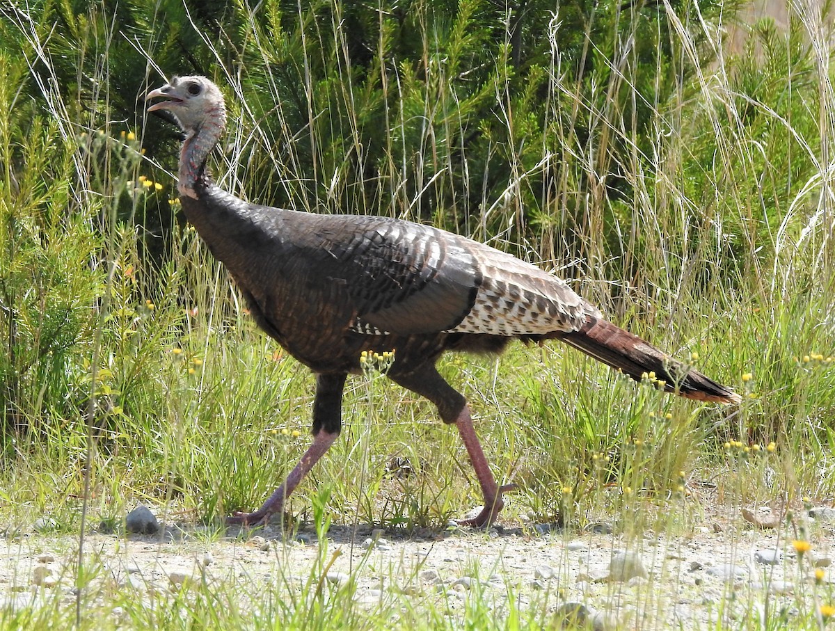 Wild Turkey - Carol Baird Molander