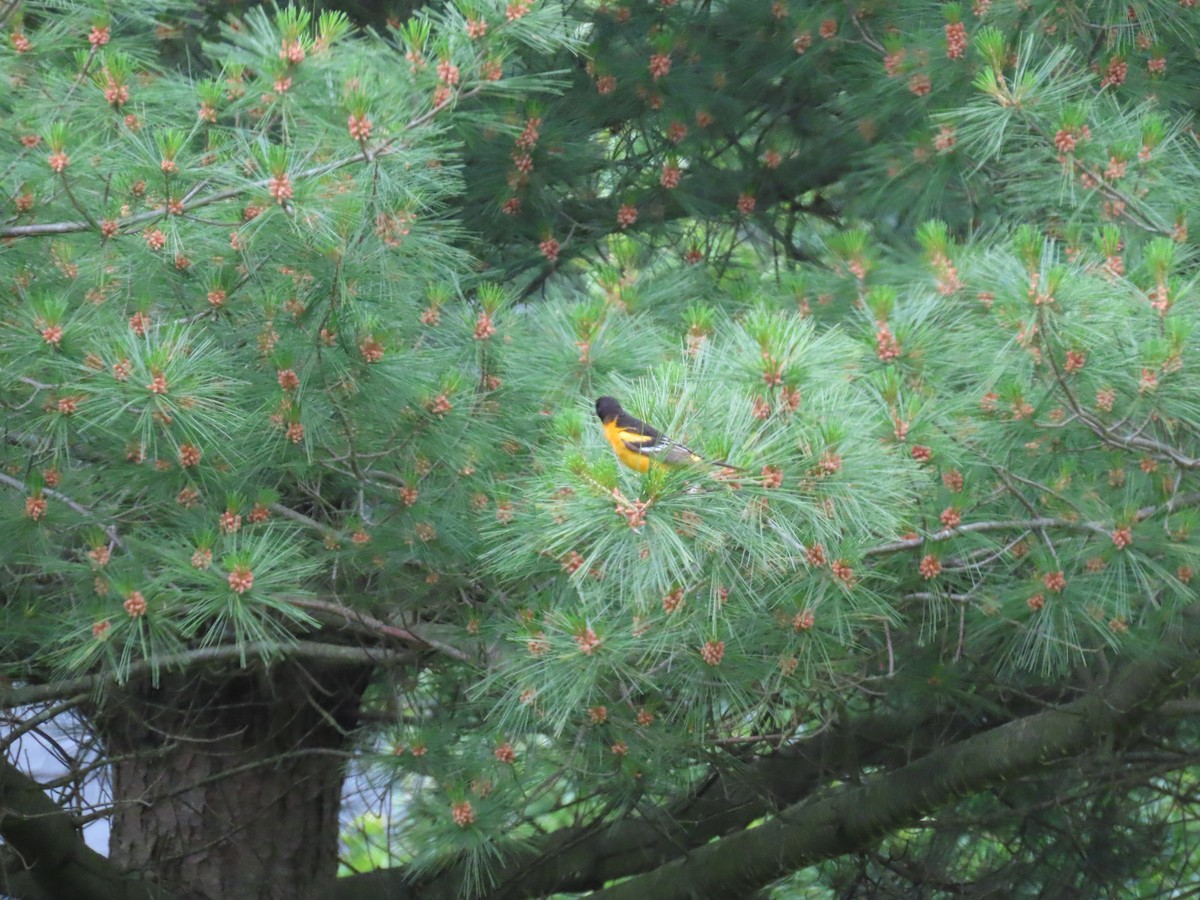 Baltimore Oriole - ML242365041