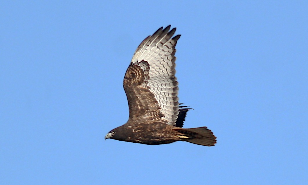Red-tailed Hawk (Harlan's) - ML242365611