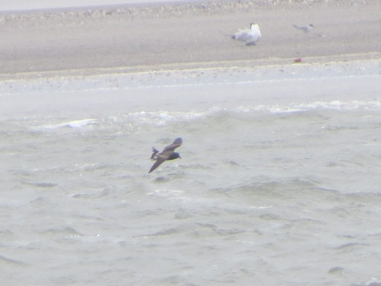 Leach's Storm-Petrel - ML24236571