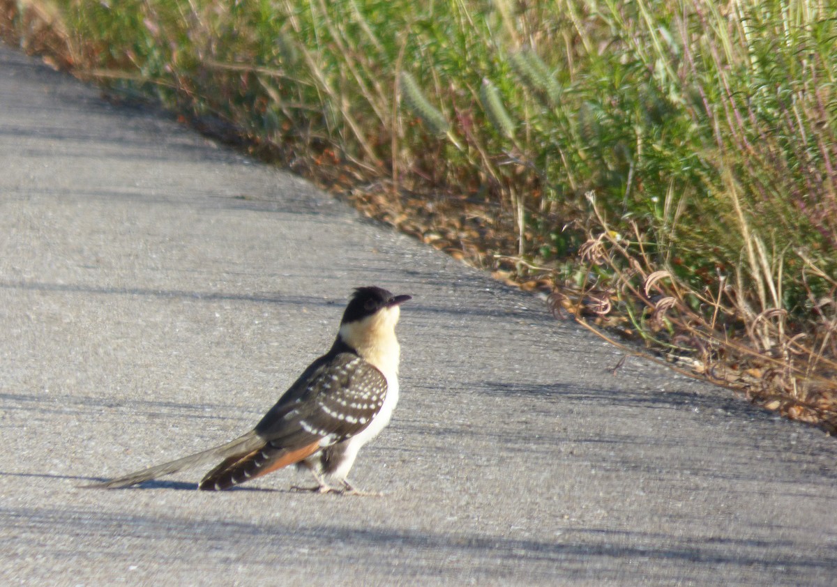 Häherkuckuck - ML242365811