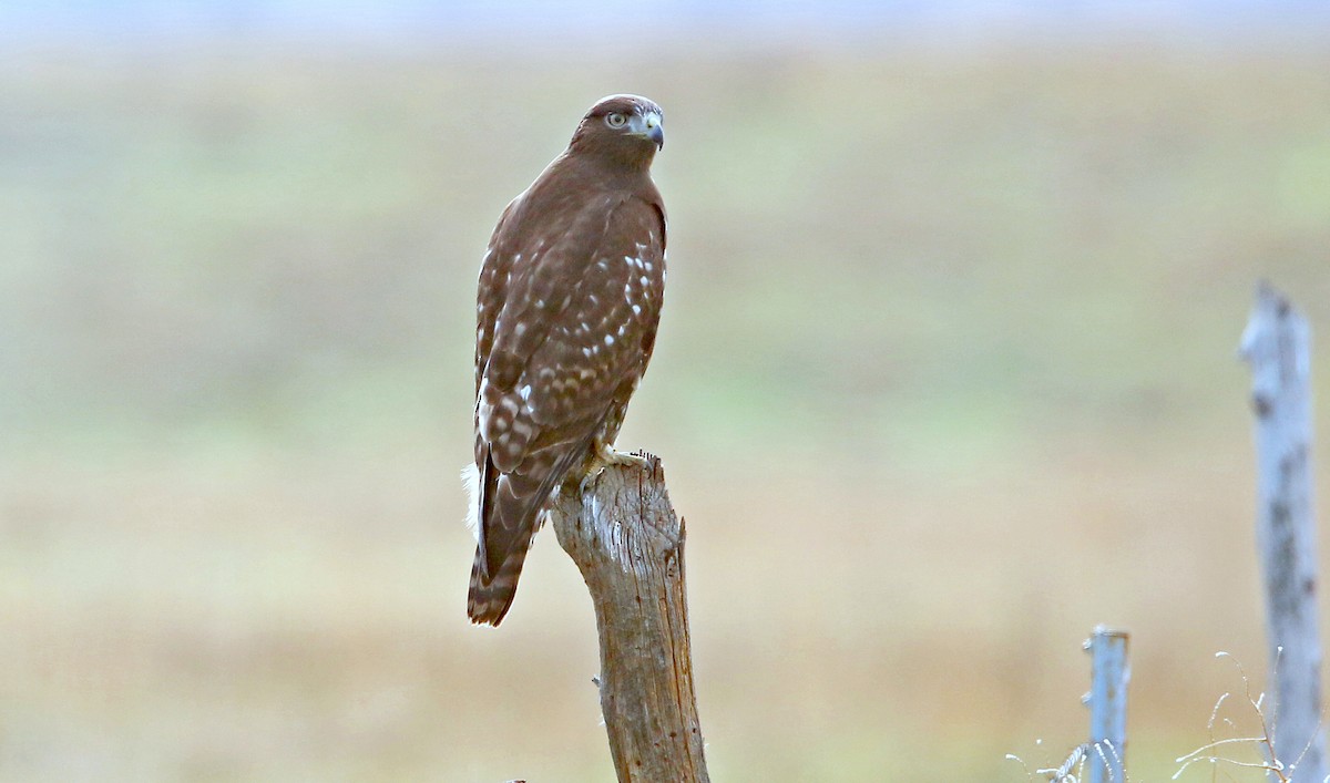 Red-tailed Hawk (Harlan's) - ML242366071