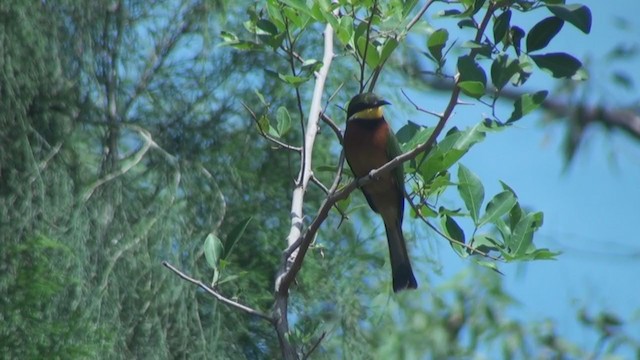 チャムネハチクイ - ML242367381