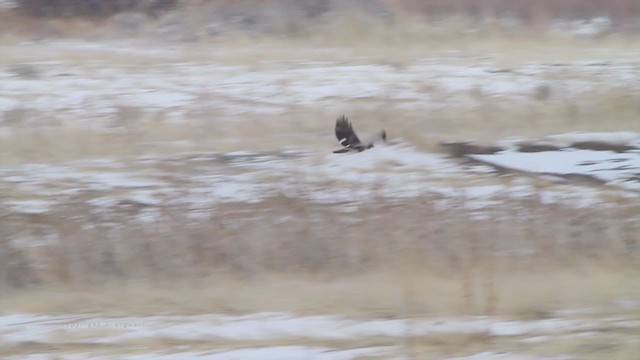 Red-tailed Hawk (calurus/alascensis) - ML242367461