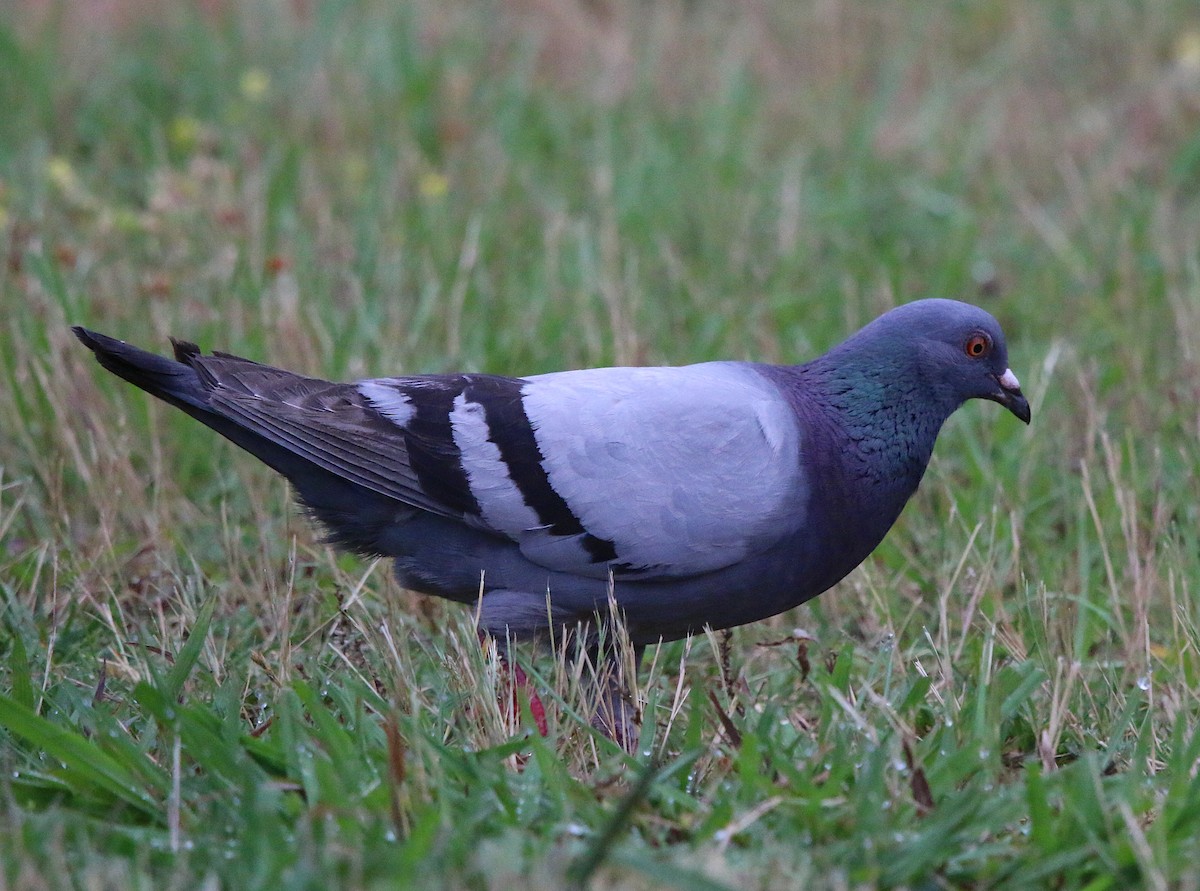 Rock Pigeon (Feral Pigeon) - ML242368581