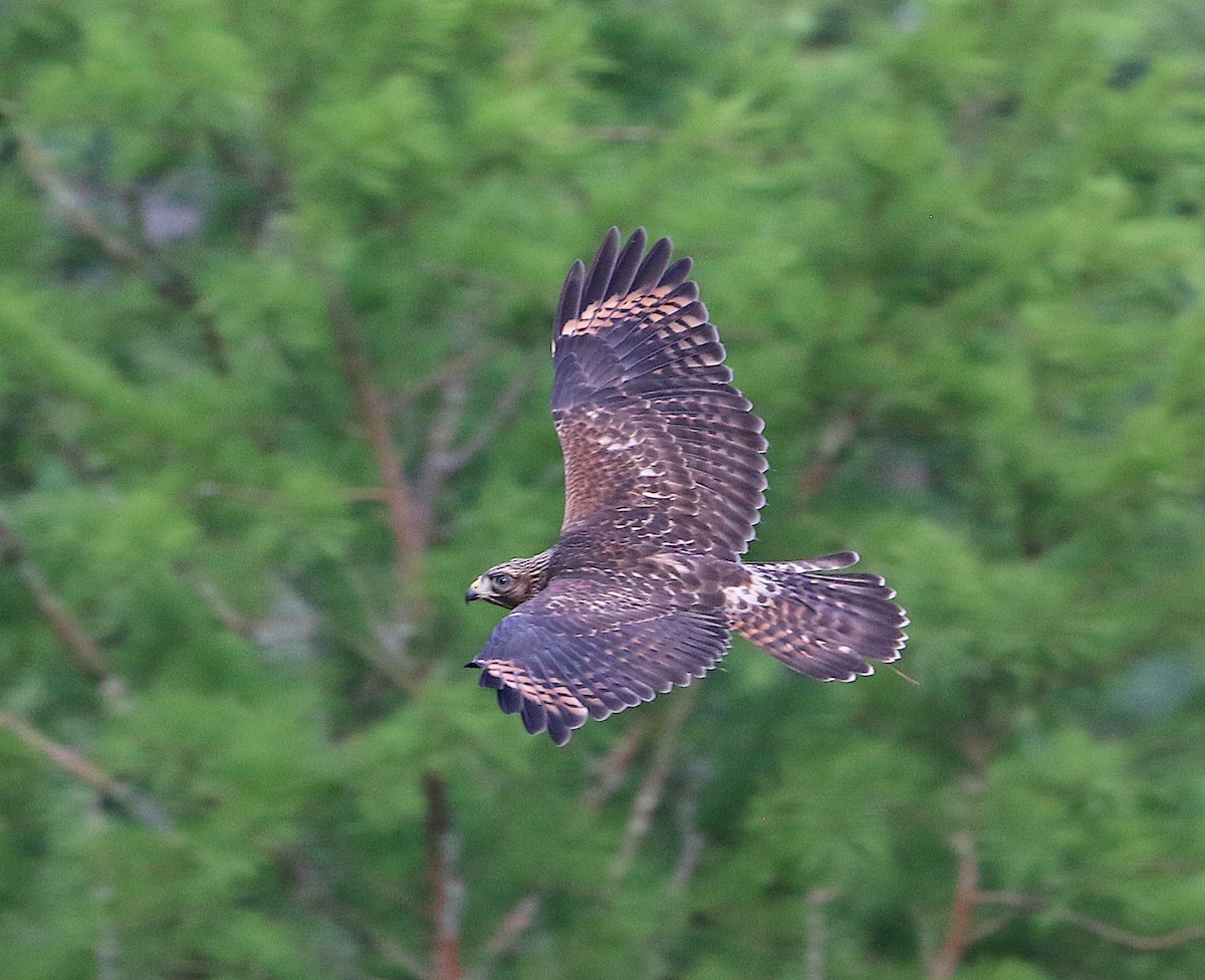Red-shouldered Hawk - ML242368731