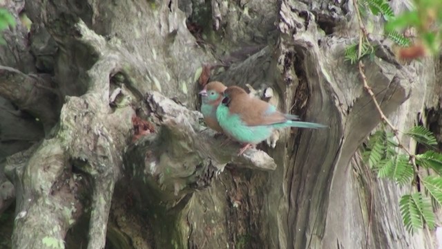 Red-cheeked Cordonbleu - ML242368751