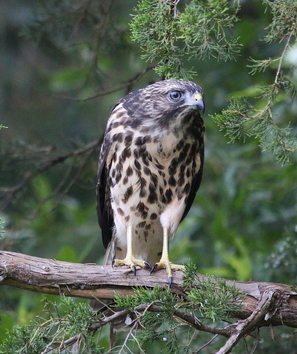 Red-shouldered Hawk - ML242368761