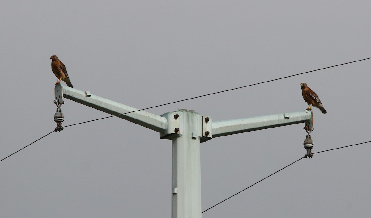 Red-shouldered Hawk - ML242368781