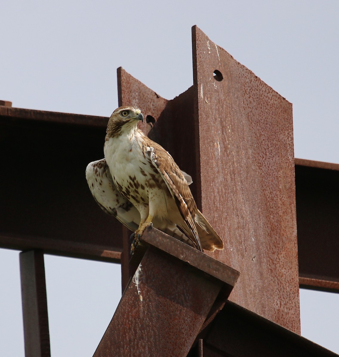 Red-tailed Hawk - ML242368821