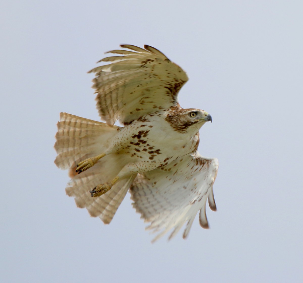 Red-tailed Hawk - ML242368841