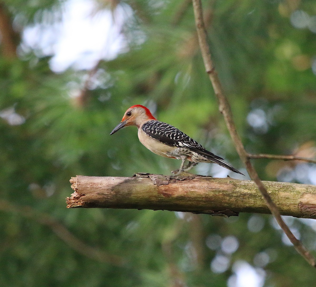 Red-bellied Woodpecker - ML242368891