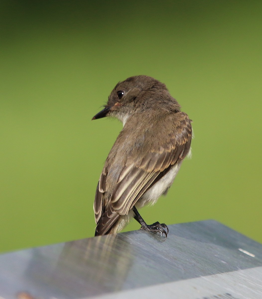 Eastern Phoebe - ML242368921