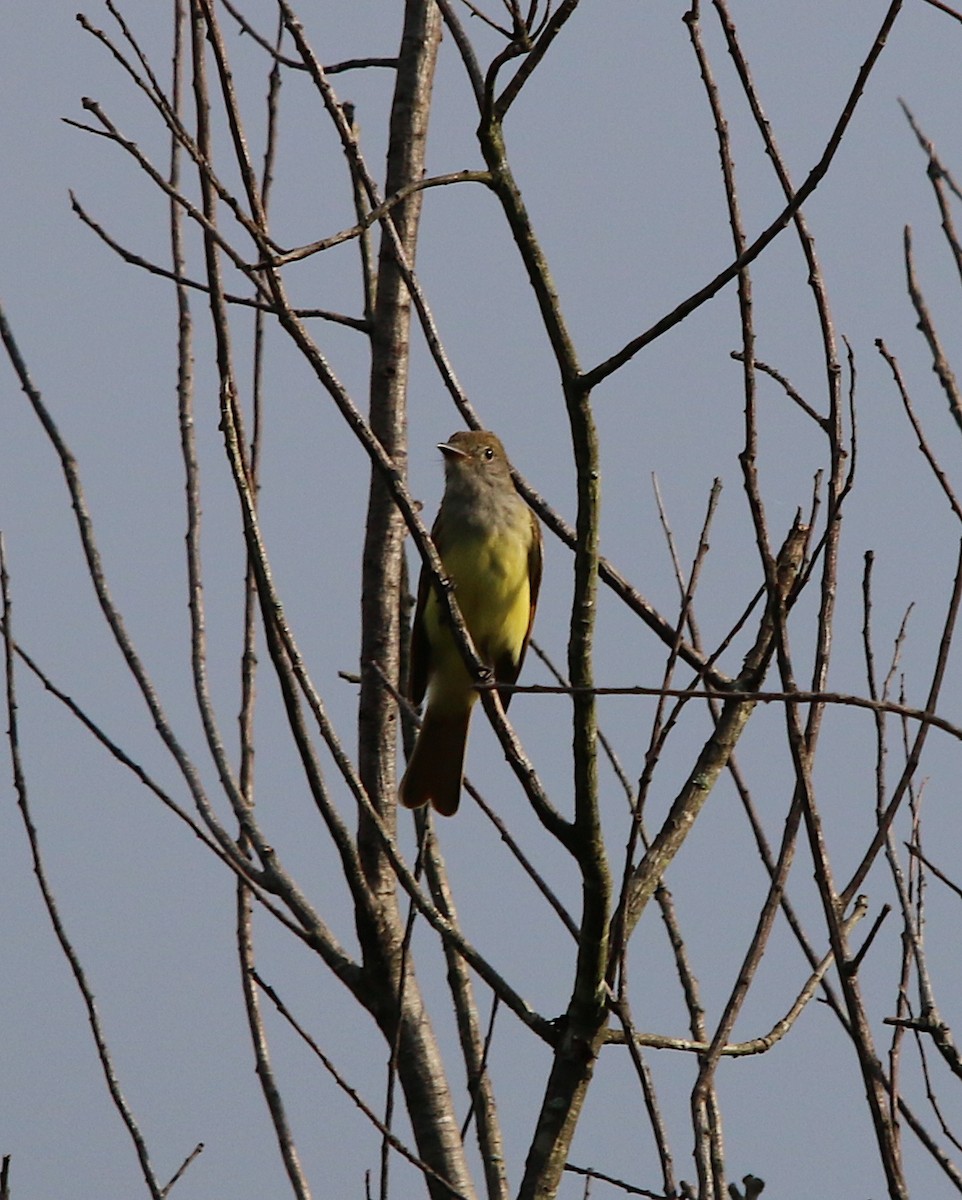 Great Crested Flycatcher - ML242368961
