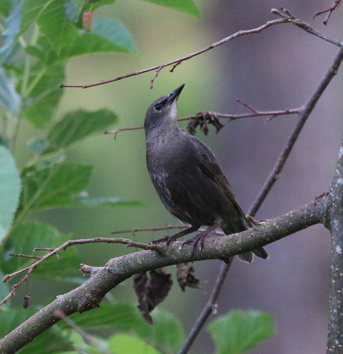 European Starling - ML242369171