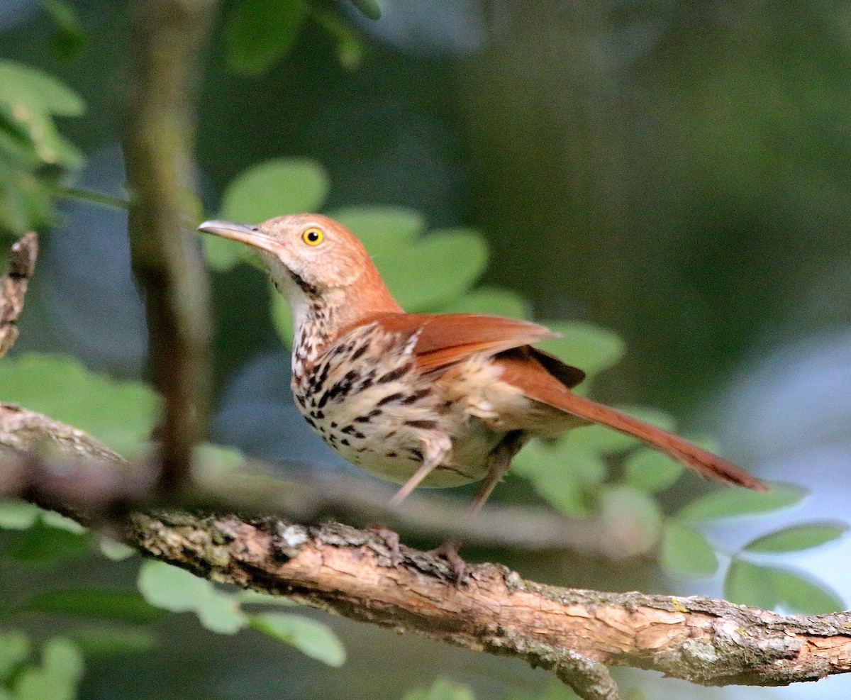 Brown Thrasher - ML242369211