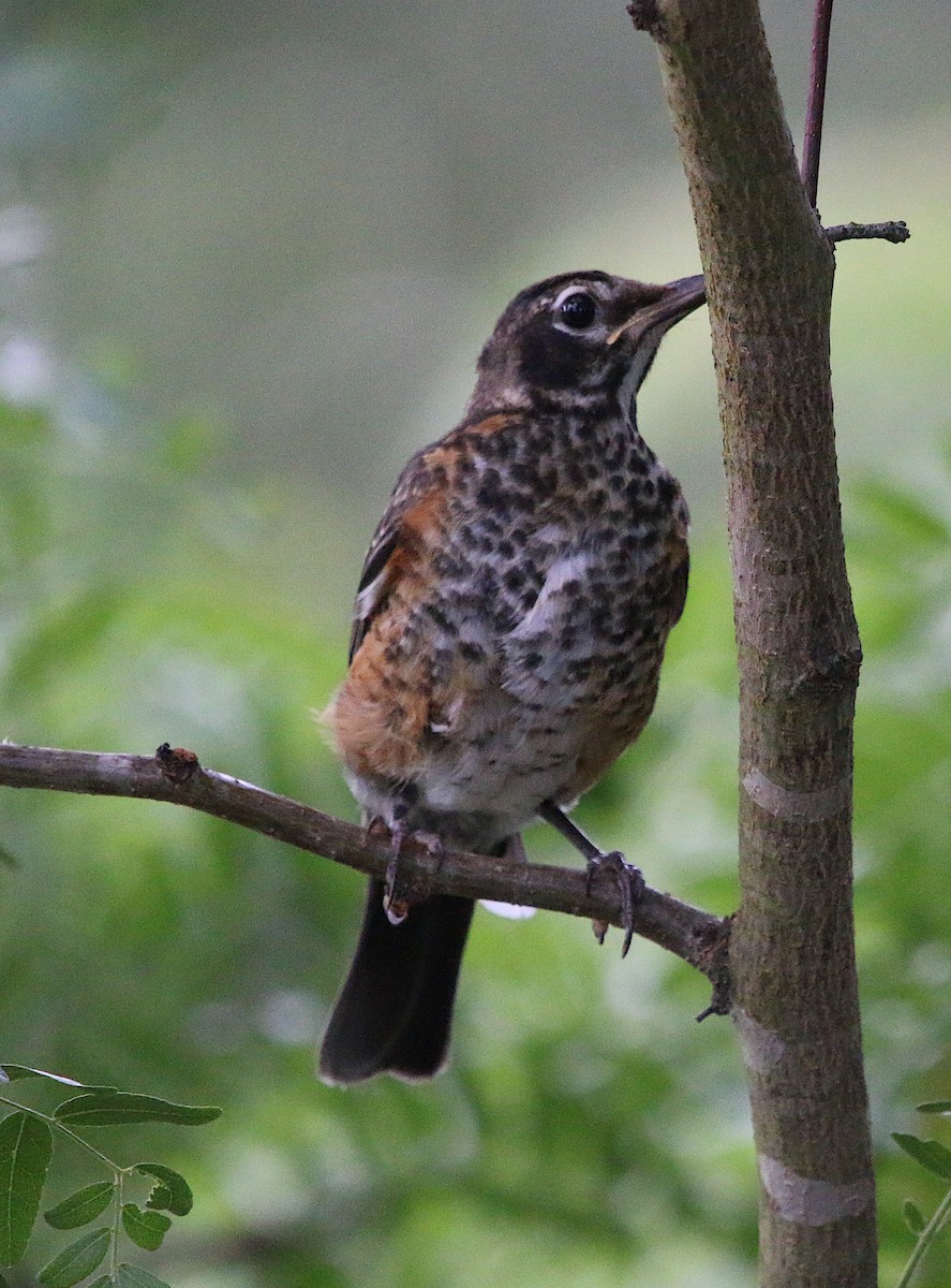 American Robin - ML242369291