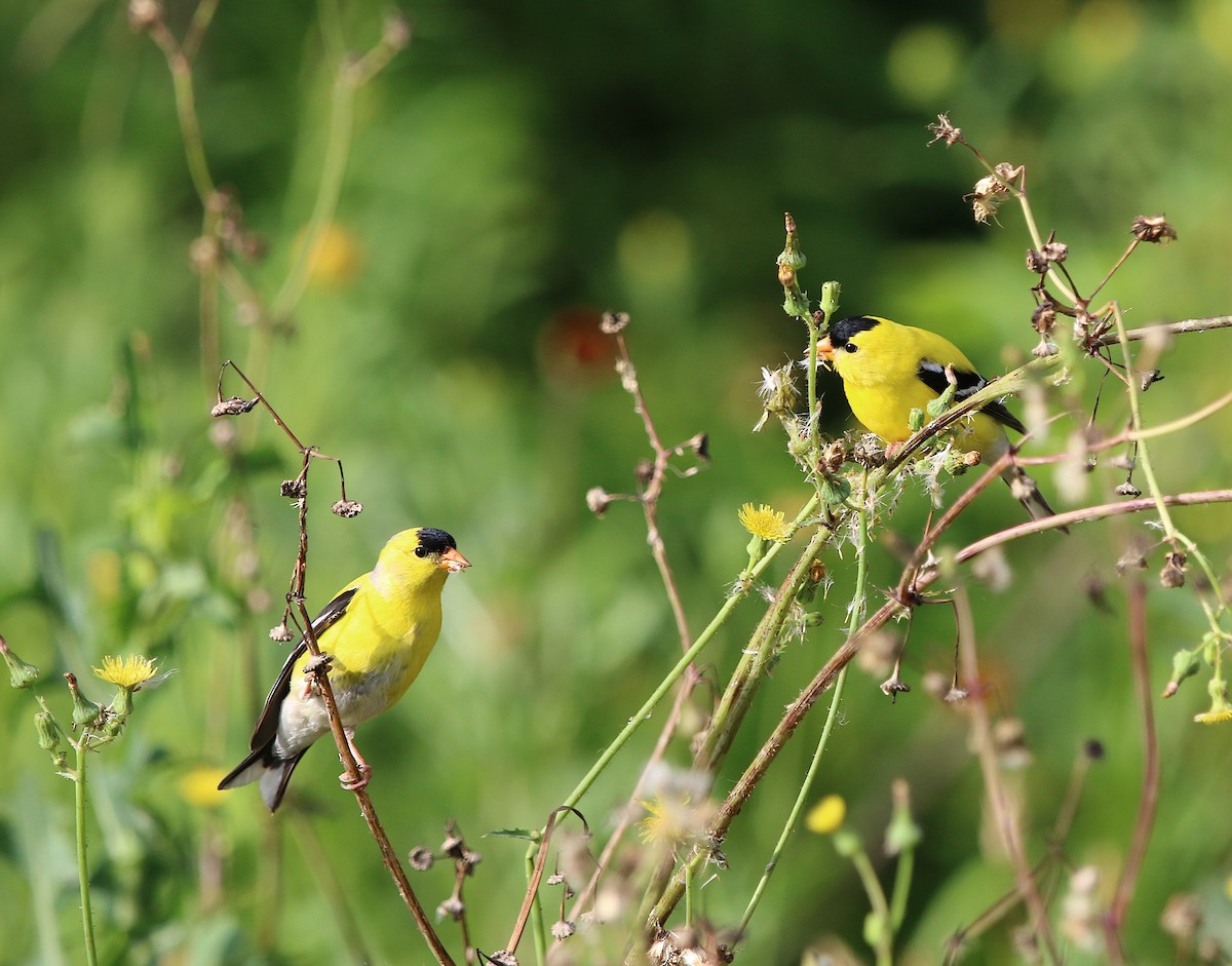 American Goldfinch - ML242369331
