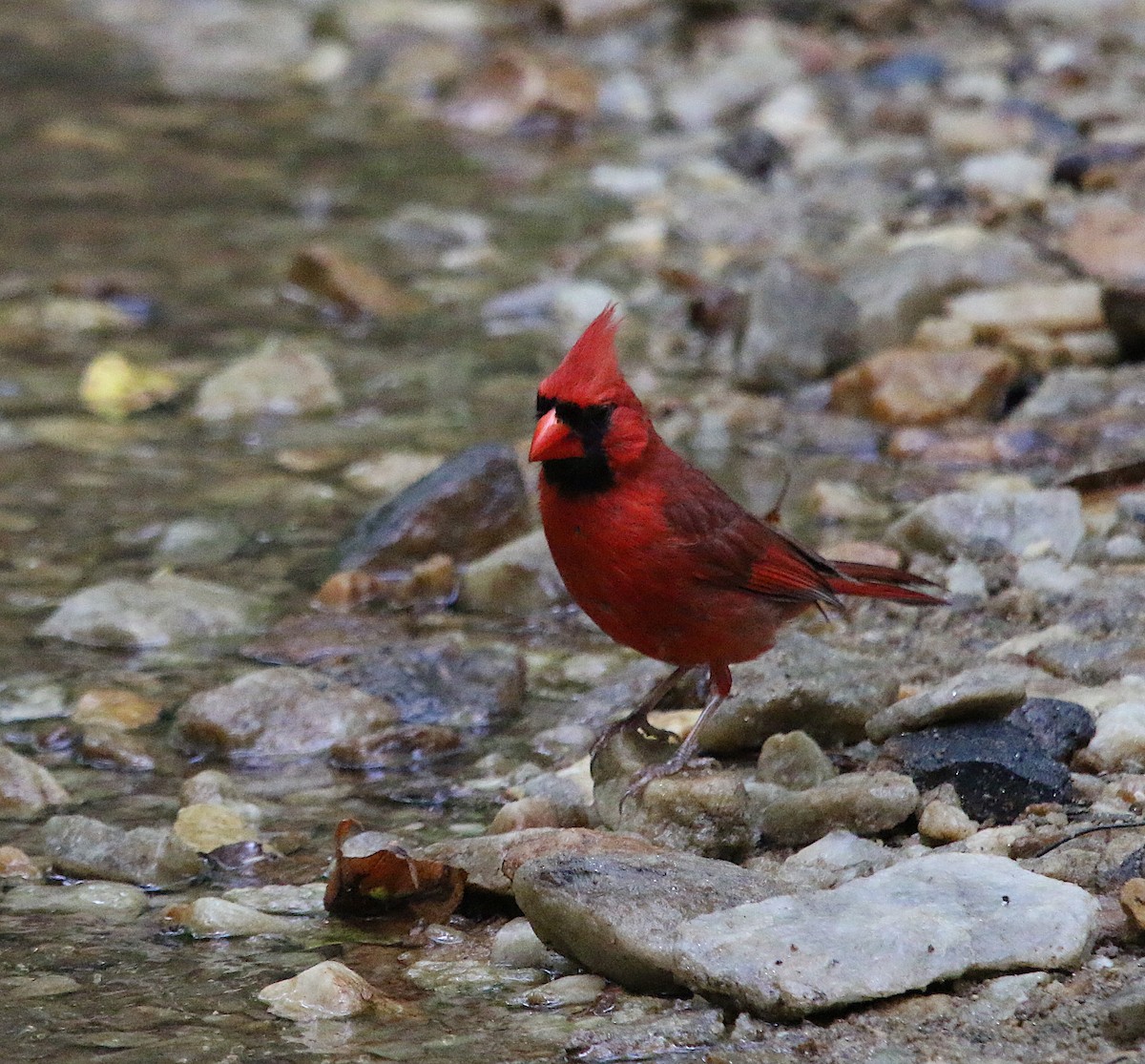 Northern Cardinal - ML242369511