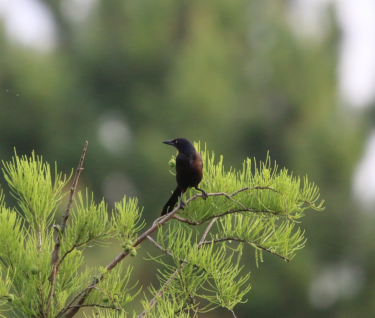 Common Grackle - ML242369601
