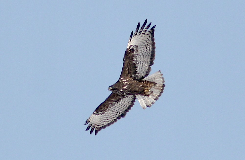 Red-tailed Hawk (Harlan's) - ML242369721