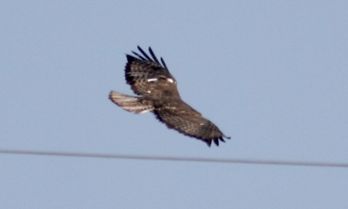 Red-tailed Hawk (Harlan's) - ML242369731