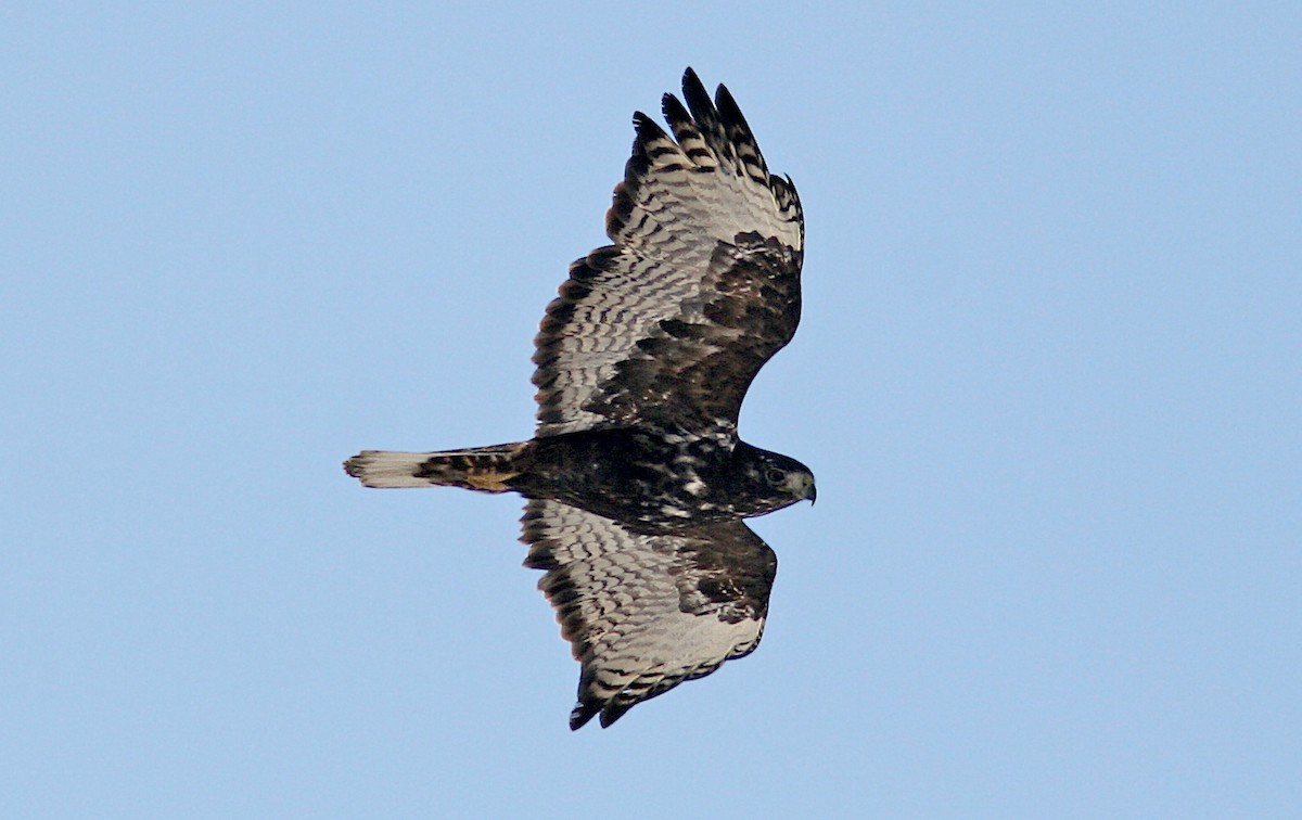 Red-tailed Hawk (Harlan's) - ML242369941