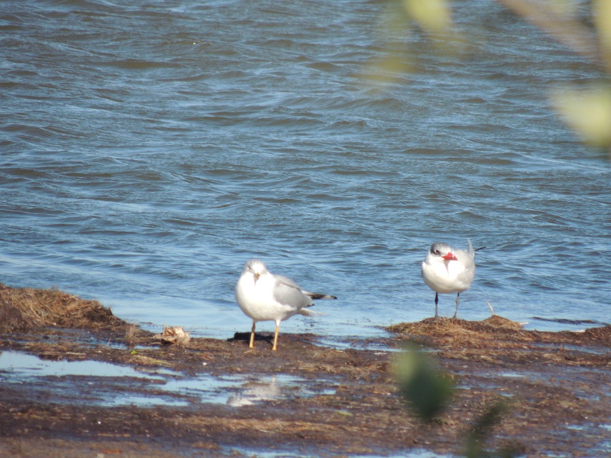 Ring-billed Gull - Melody Walsh