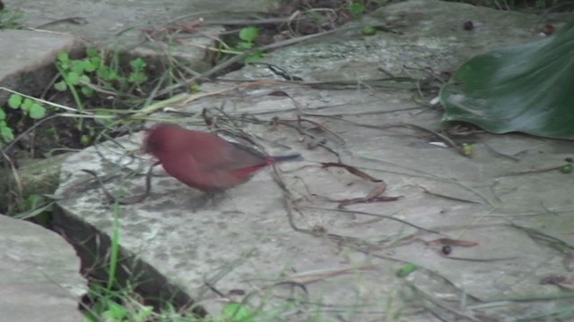 コウギョクチョウ - ML242370091