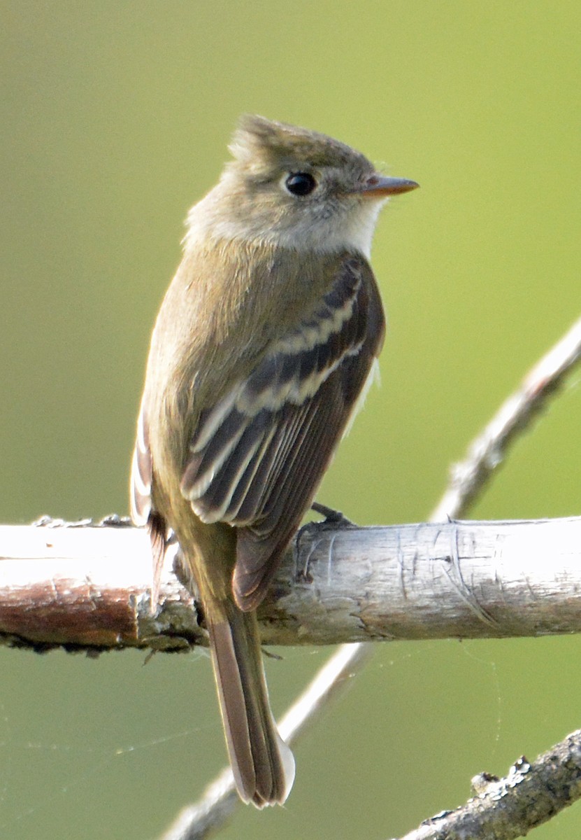 Least Flycatcher - Michael J Good