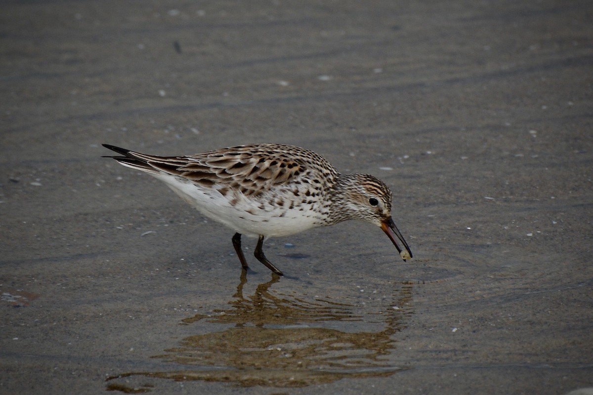 White-rumped Sandpiper - John Benner