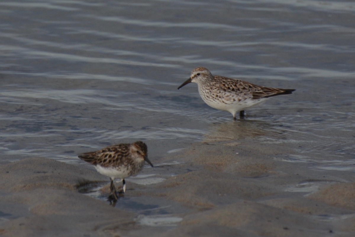 Weißbürzel-Strandläufer - ML242373571