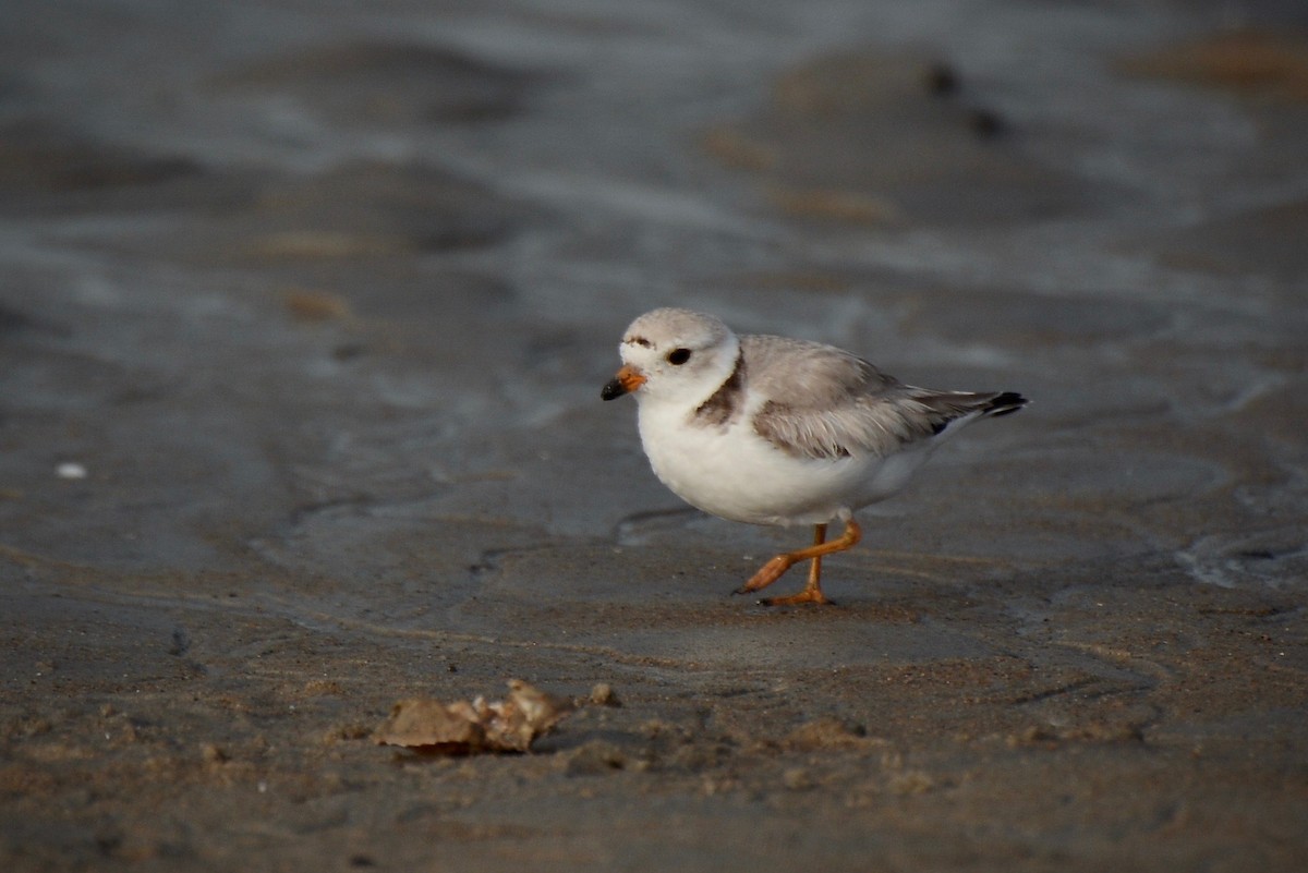 Piping Plover - John Benner