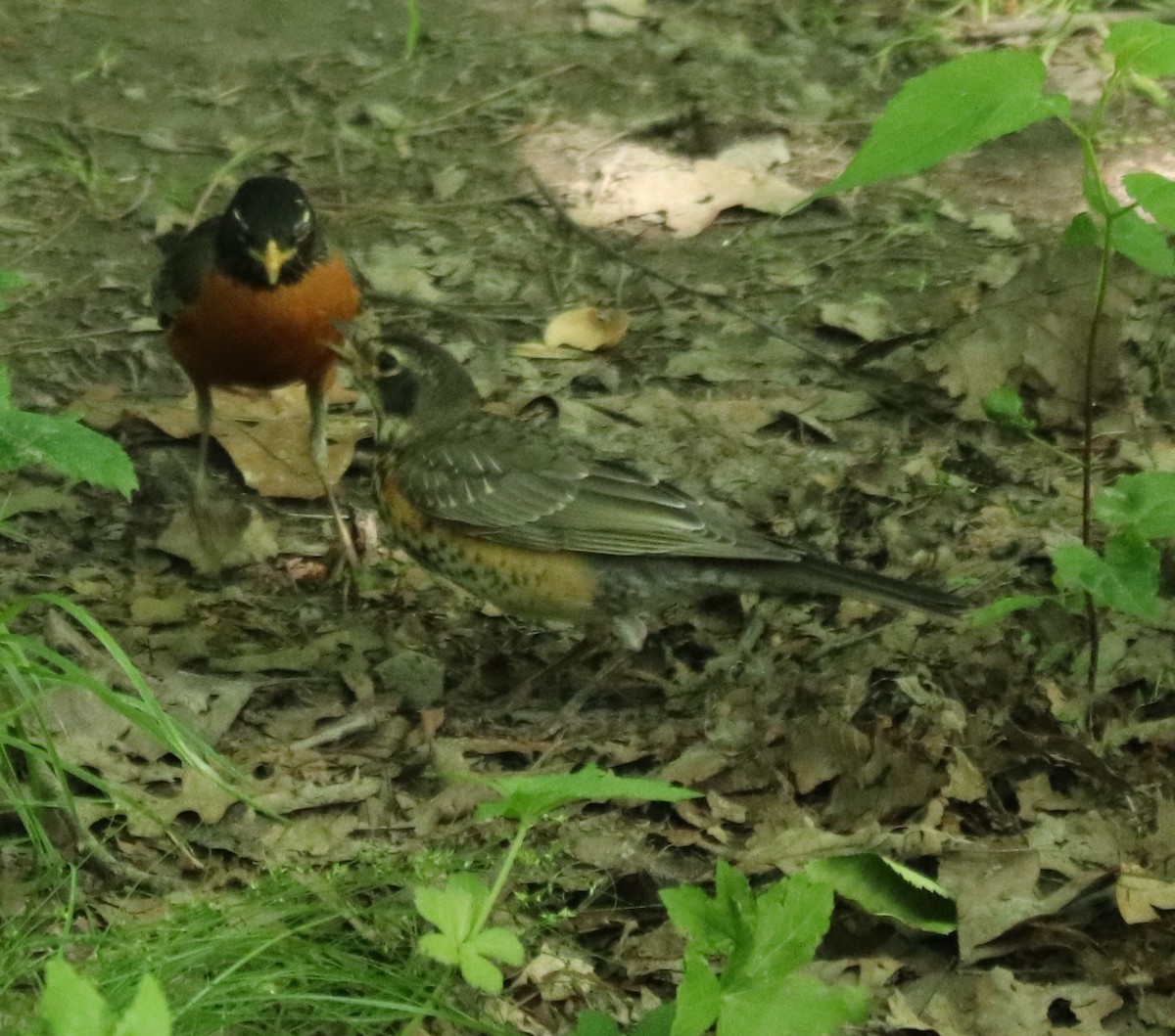 American Robin - valerie heemstra