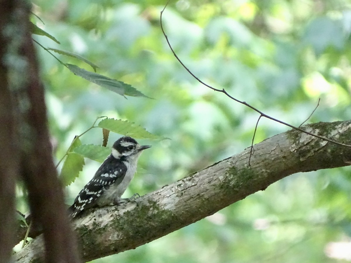 Downy Woodpecker - ML242377681