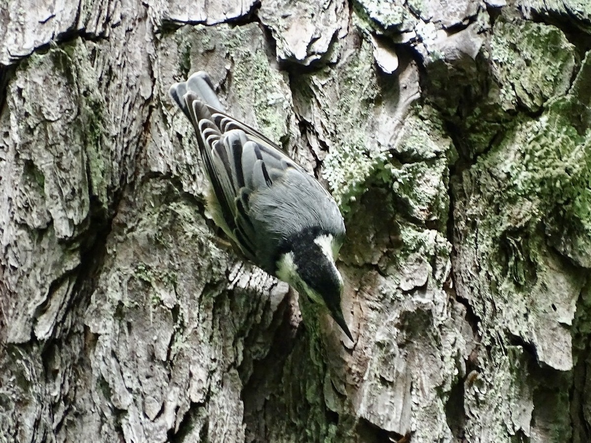 White-breasted Nuthatch - ML242377791