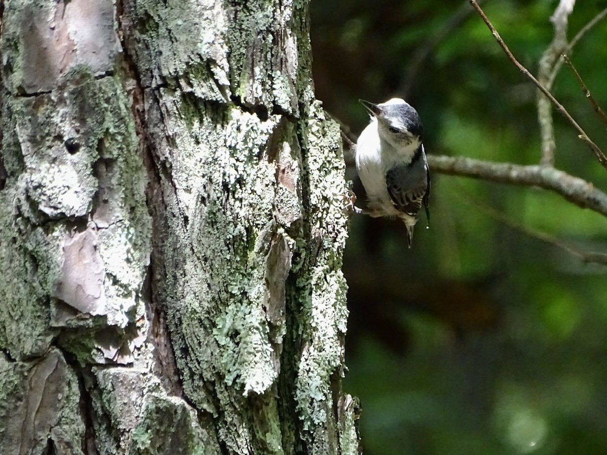 White-breasted Nuthatch - ML242377831