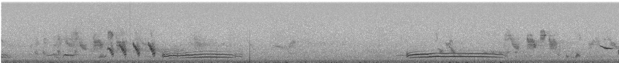 Fleckengesicht-Ameisenwürger (bernardi) - ML242378