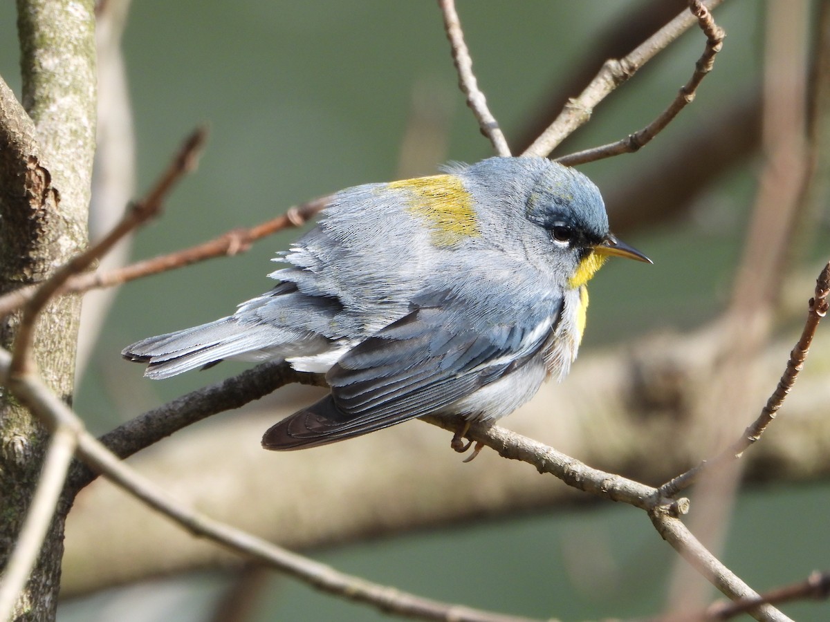 Northern Parula - ML242380571