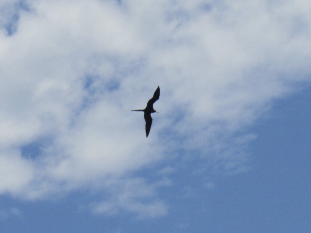 Magnificent Frigatebird - Eric Plage