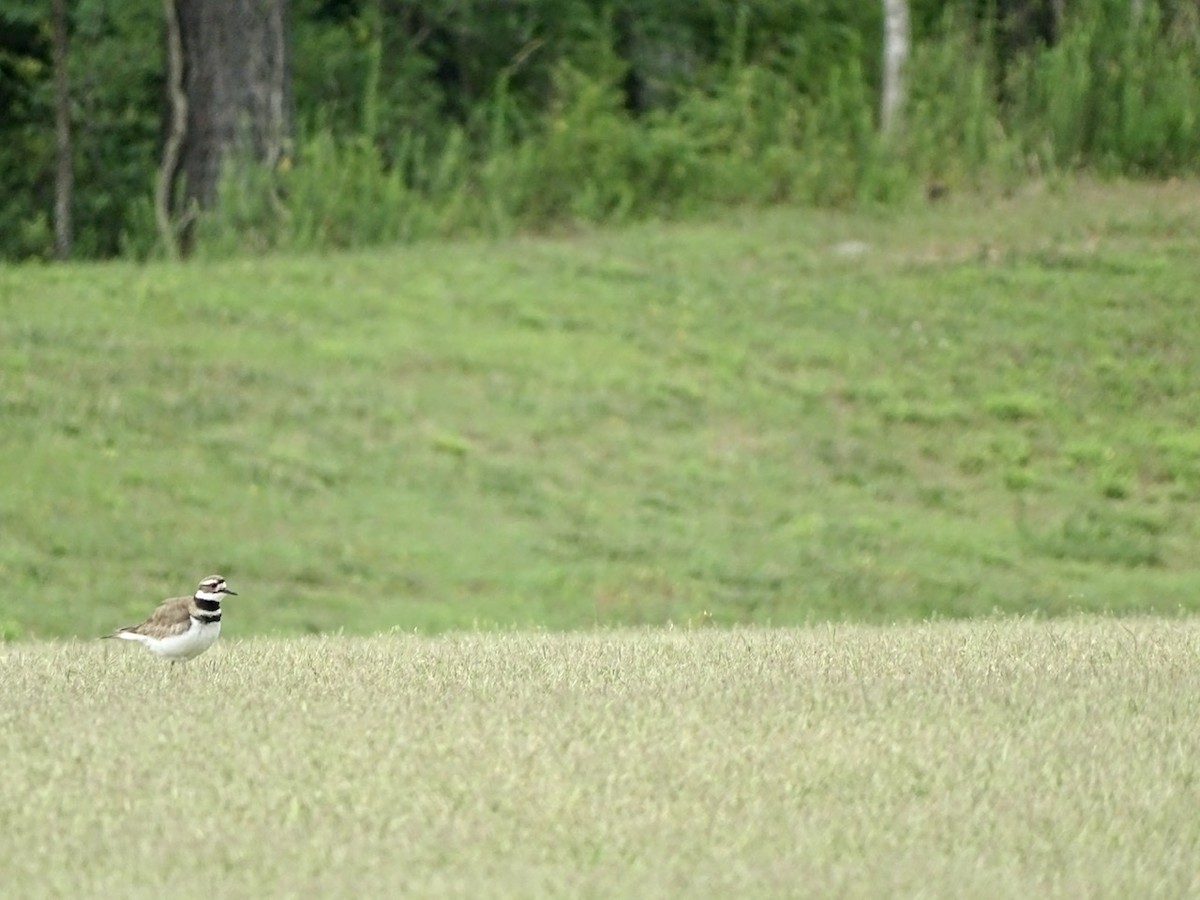 Killdeer - ML242381751