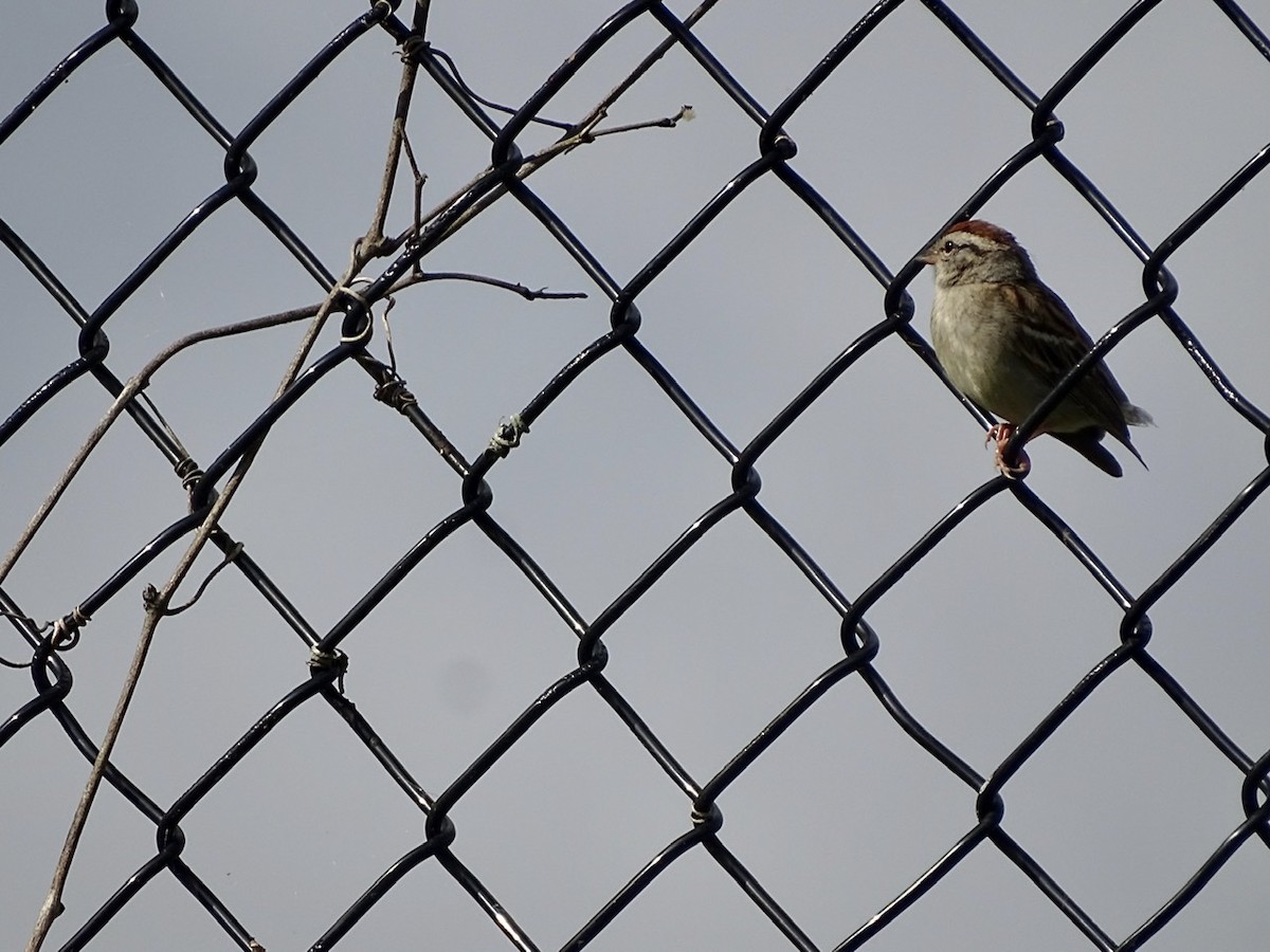 Chipping Sparrow - ML242382201