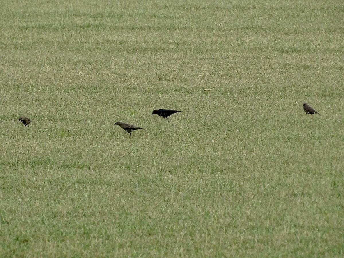 Brown-headed Cowbird - ML242382341