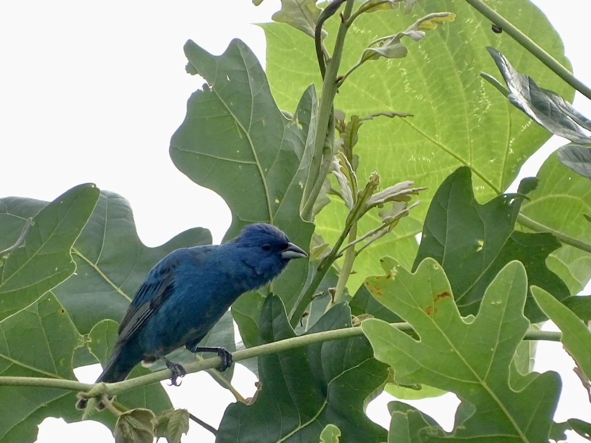 Indigo Bunting - ML242382891