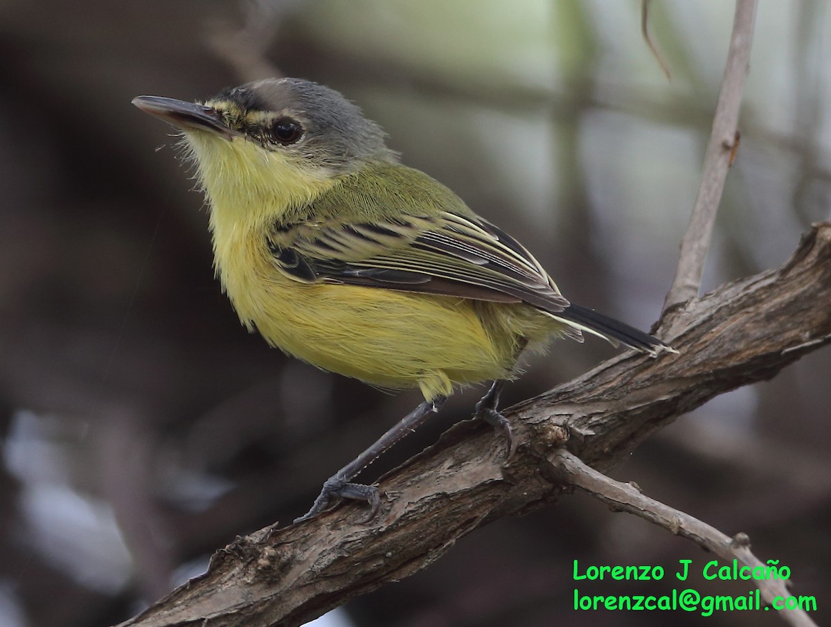 Maracaibo Tody-Flycatcher - Lorenzo Calcaño