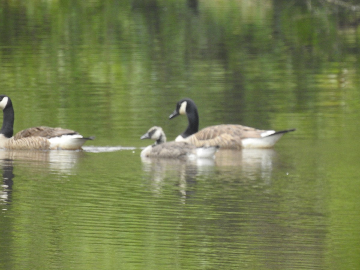 Canada Goose - ML242384141