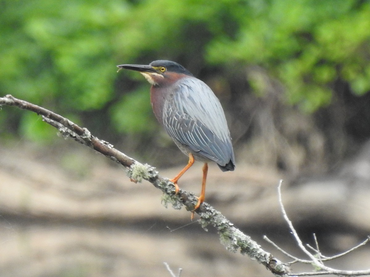Green Heron - ML242384301
