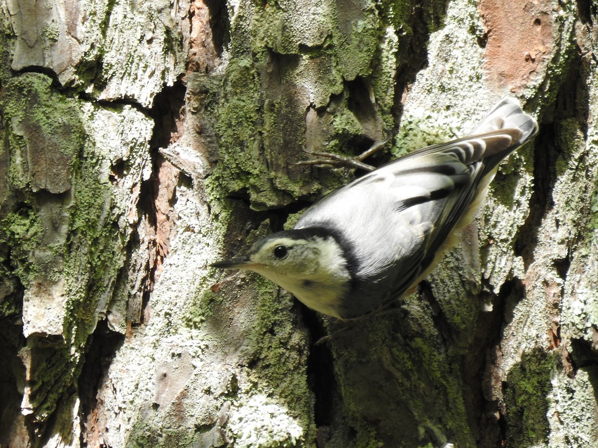 White-breasted Nuthatch - ML242384651