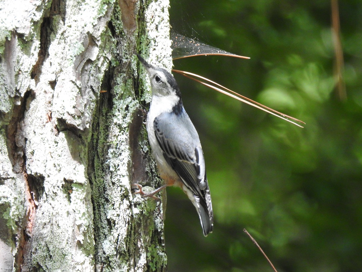 White-breasted Nuthatch - ML242384671